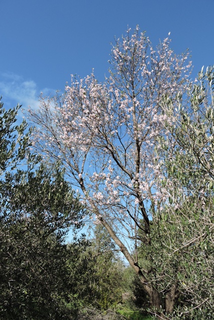 Orchard Almond tree